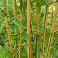 Homebase Prefers Moist But Well Drained Soil Golden Bamboo - 10L