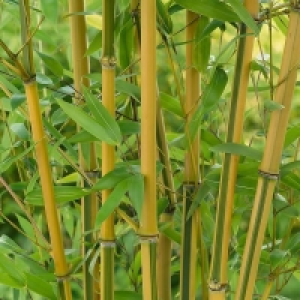 Prefers Moist But Well Drained Soil Golden Bamboo - 10L