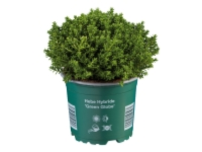Lidl  Hebe Plant
