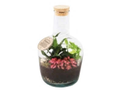 Bottle Terrarium £16.99