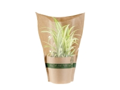 Air Purifying Plants £2.99