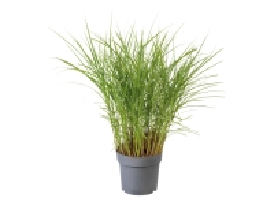 Lidl  Pennisetum Grass
