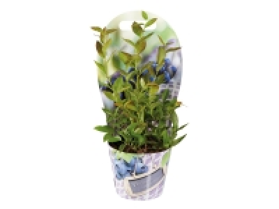 Blueberry Bush