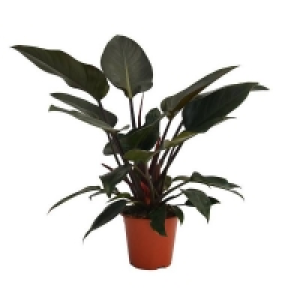 The Philodendron Prefers A Lightwei Philodendron Mix (Green and Red Leaved) House Plant - 19cm