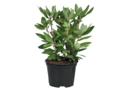 Rhododendron £4.99