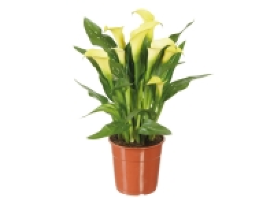 Assorted Calla Lilies £3.99