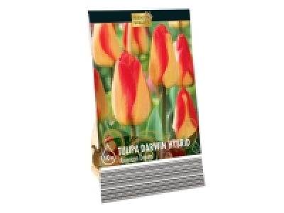 Tulip Bulbs £4.99