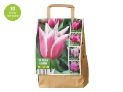 Premium Bulbs