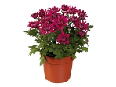 Chrysanthemum £1.59