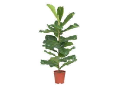 Large Houseplant