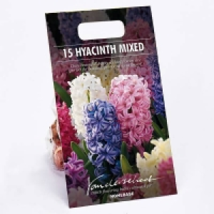 Hyacinth Mixed £9.00