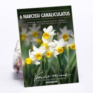 Narcissus Canaliculatus £4.00
