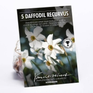 Daffodil Recurvus £4.00