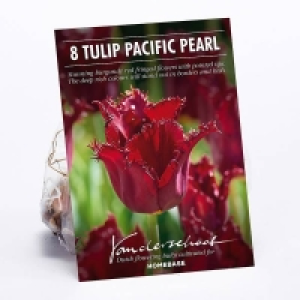 Tulip Pacific Pearl £4.00