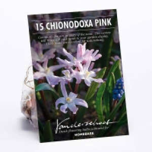 Chionodoxa Rosea £4.00