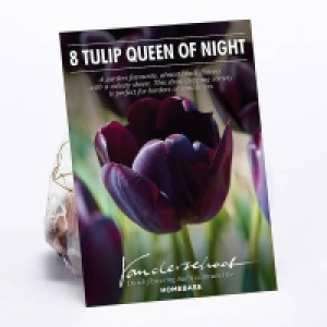 Tulip Queen of Night £4.00