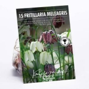 Frittilaria Meleagris £4.00