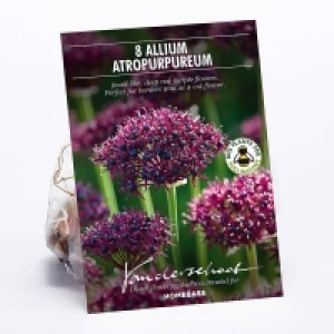 Allium Atropurpureum Plant Bulbs £4.00