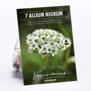Allium Nigrum £4.00