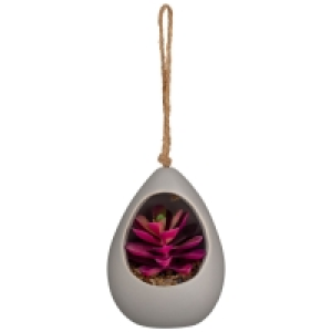 Coloured Hanging Succulent - Pink