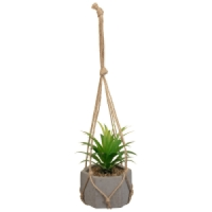 Hanging Succulent in Cement Pot
