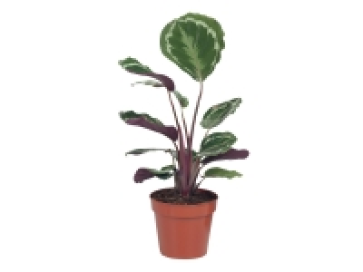 Calathea £3.49