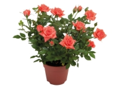 Mini Rose £1.49