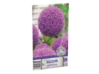 Lidl  Allium Bulbs