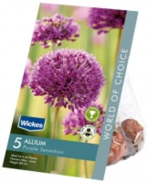 Allium Purple Sensation Spring flowering Bulbs