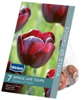 Wickes  Tulip Queen of Night Spring flowering Bulbs