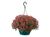 Lidl  Chrysanthemum in Hanging Basket