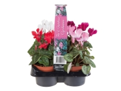 British Cyclamen £2.79