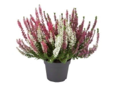 Lidl  Tricolour Heather
