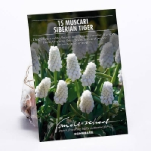 Muscari Siberian Tiger £4.00
