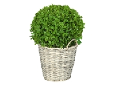 Buxus Ball