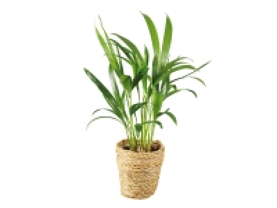 Houseplants in Woven Pots