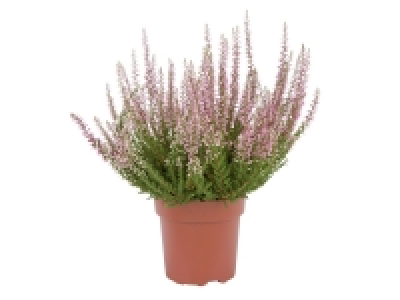 Autumn Heather £1.99