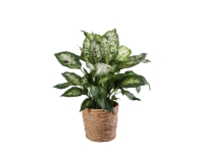 Tropical Houseplants