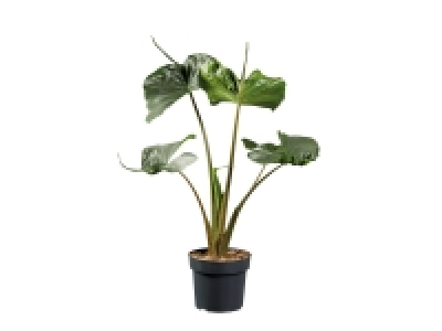 Alocasia Houseplants