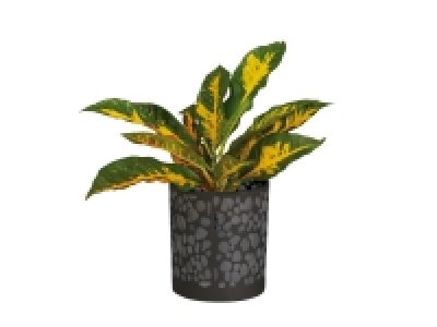 Assorted Houseplants in Glass Pot