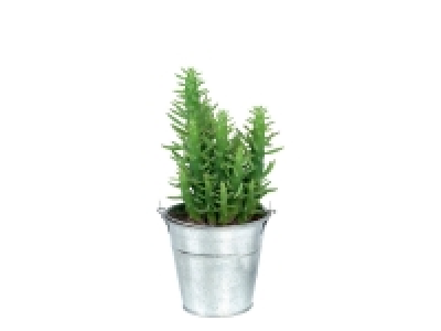 Cacti < Succulents in Zinc Bucket
