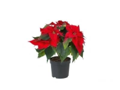 Poinsettia £2.69