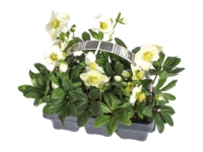 Lidl  Christmas Roses