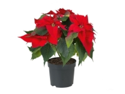 Lidl  Poinsettia