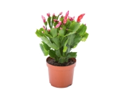 Christmas Cactus £1.79