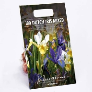 Dutch Iris Mixed £4.50