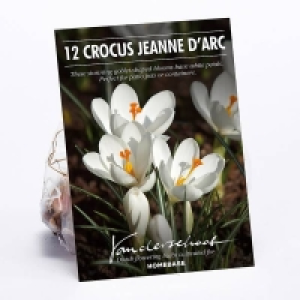Crocus vernus, Jeanne dArc Flower bulbs £2.00