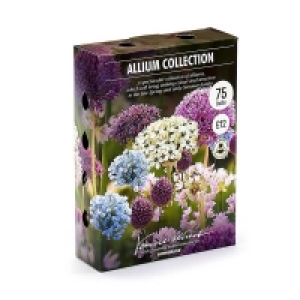Allium Flower bulb Collection £6.00