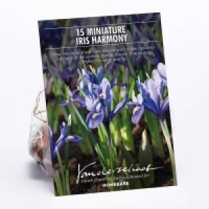 Miniature Iris Harmony £2.00