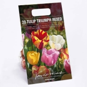 Tulip Triumph Mixed £3.00